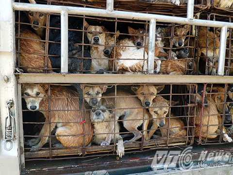 Hành trình từ sân nhà tới bàn nhậu của những chú chó nuôi