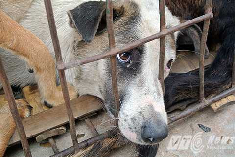 Hành trình từ sân nhà tới bàn nhậu của những chú chó nuôi