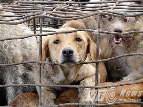 Hành trình từ sân nhà tới bàn nhậu của những chú chó nuôi