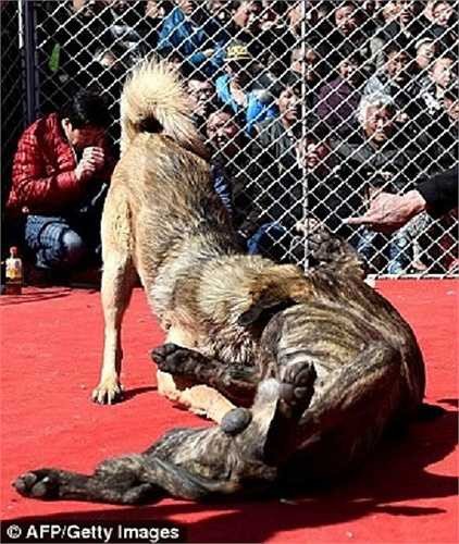 Các màn chọi chó cũng thu hút du lịch tới địa phương. Cảnh sát Trung Quốc khẳng định, lễ hội chọi chó không vi phạm pháp luật. Họ cũng chưa nhận bất kỳ khiếu nại chính thức nào.