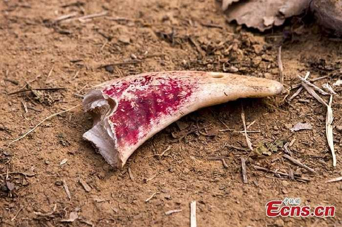 Một khúc sừng cừu gãy trên mặt đất.