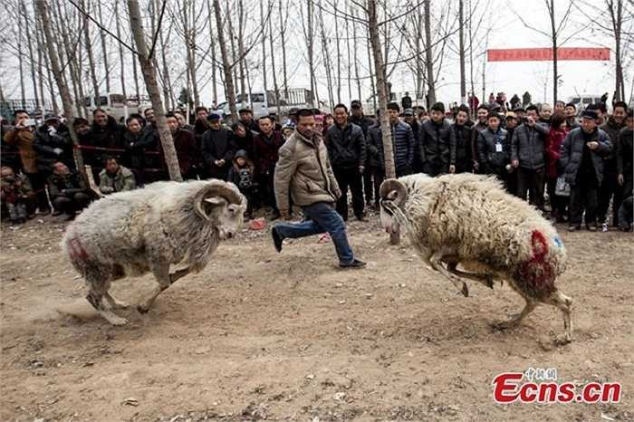 Người ta phân cừu thành từng nhóm - theo các tiêu chí trọng lượng, tuổi - để chúng đấu với nhau.