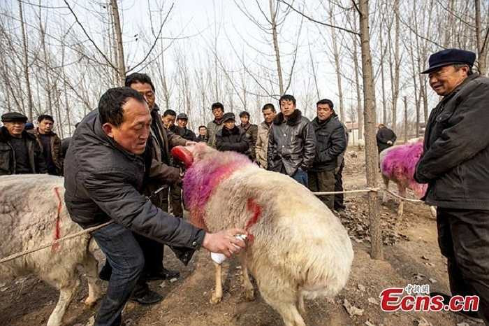 Trận đấu chỉ ngừng khi một trong hai con cừu chết.