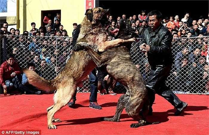 Sở hữu một con chó là điều kiện duy nhất để người dân tham gia lễ hội. Chủ của con chó giành chiến thắng trong mỗi hiệp đấu nhận phần thưởng bằng thuốc lá và rượu.