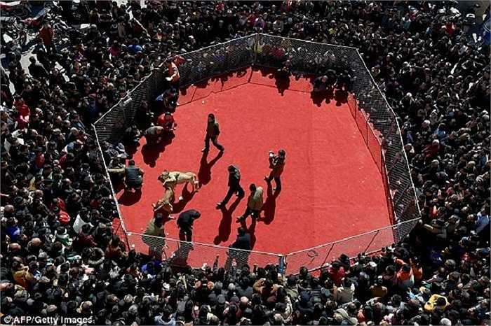 Mỗi cuộc chọi chó thu hút sự chú ý của hàng trăm người. Những con chó thường phải đấu tới lúc chúng gục hẳn vì hàng rào thép bao quanh sân khiến chúng không thể trốn thoát.