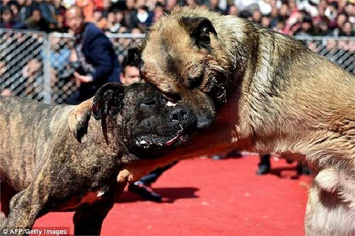 Ở Trung Quốc, luật pháp không bảo vệ loài chó như một số quốc gia phương Tây. Tuy nhiên, những tổ chức bảo vệ động vật kịch liệt phản đối lễ hội chọi chó.