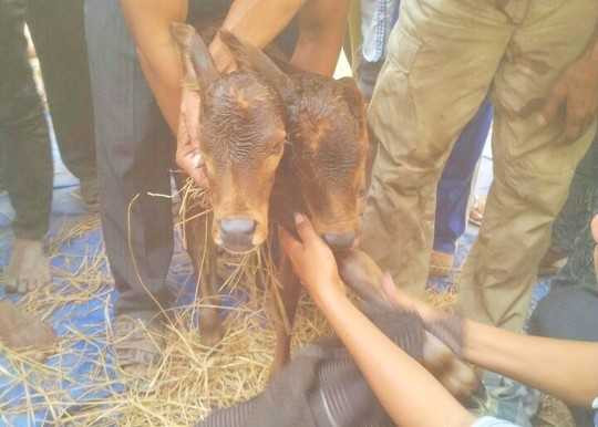 Kỳ lạ bê con 2 đầu ở An Giang