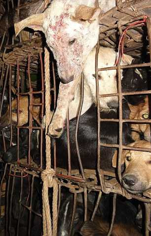 Số phận chú chó Miracle: từ suýt chết đến thắng giải thưởng 1.500 bảng Anh