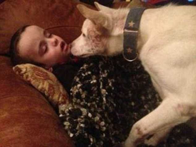 Số phận chú chó Miracle: từ suýt chết đến thắng giải thưởng 1.500 bảng Anh