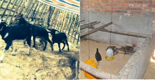 Dê đi lạc, gà nhầm nhà: ‘Tham nhũng vặt chỉ làm dân bực mình’