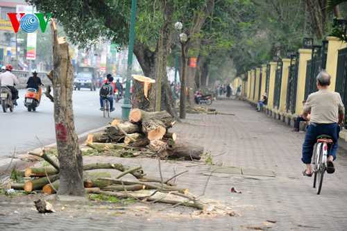 GS Ngô Bảo Châu 'hỏi khó' về việc chặt bỏ 6.700 cây xanh ở Hà Nội