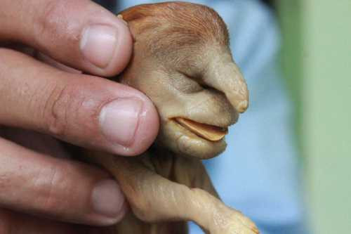 Kỳ lạ chó có hình đầu voi ngâm rượu 17 năm không phân huỷ