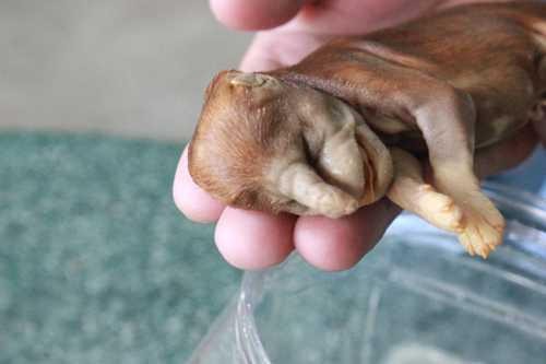 Kỳ lạ chó có hình đầu voi ngâm rượu 17 năm không phân huỷ