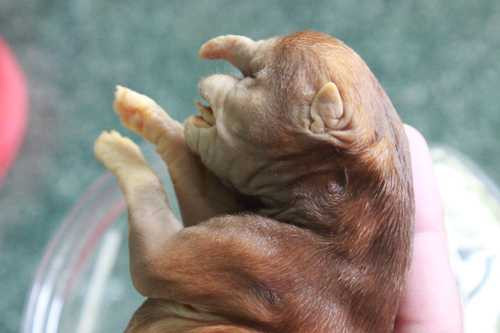 Kỳ lạ chó có hình đầu voi ngâm rượu 17 năm không phân huỷ