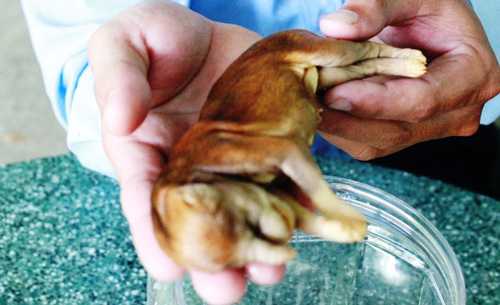 Kỳ lạ chó đẻ ra 'voi' ngâm rượu 17 năm không rã