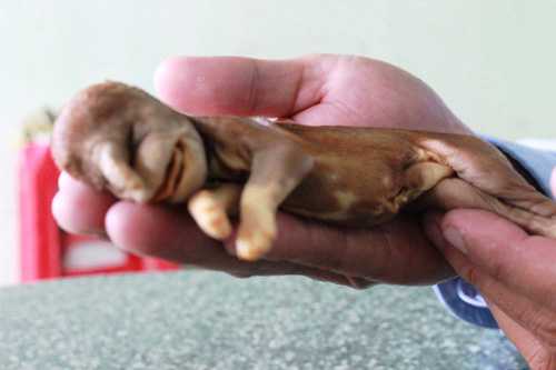 Kỳ lạ chó đẻ ra 'voi' ngâm rượu 17 năm không rã