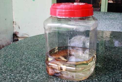 Kỳ lạ chó đẻ ra 'voi' ngâm rượu 17 năm không rã