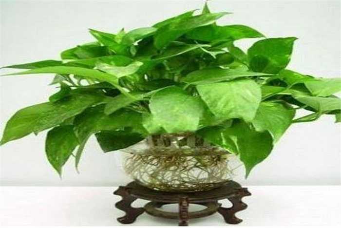 Cách hóa giải rất đơn giản nhất là đặt một bình cây trồng trong nước (càng nhiều nước càng tốt) lên trước mặt hoặc đặt một bể cá nhỏ lên mặt bàn là được.