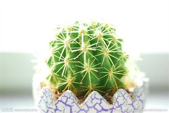 Cách hóa giải: đặt một chậu xương rồng nhỏ lên bàn làm việc vừa có tác dụng phòng tia phóng xạ từ các thiết bị như máy tính vừa có tác dụng hóa sát giúp sự nghiệp của bạn được hanh thông.