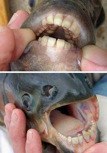 Một loài cá có tên 'Sheepshead' có bộ răng giống như răng người đã được phát hiện ở Mỹ. Dù có hàm răng khá đáng sợ, nhưng loài cá này cũng không quá nguy hiểm nếu như ai đó bị chúng cắn.