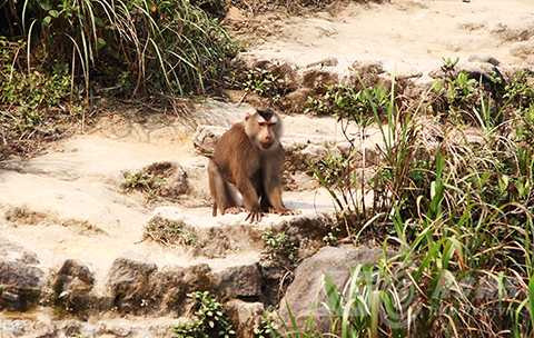 Kiểm lâm, vây bắt, cá thể khỉ, khỉ đực tấn công, du khách, núi Sơn Trà, Đà Nẵng