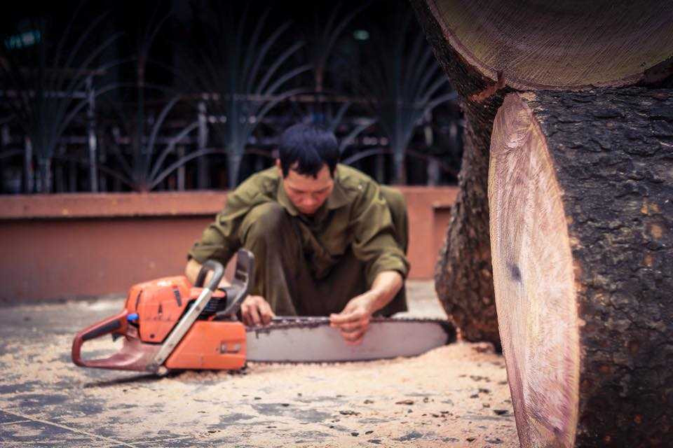 Gỗ 6.700 cây xanh sắp bị chặt sẽ đi đâu?