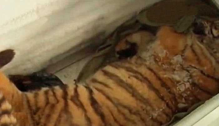 Hình ảnh chụp lại xác con hổ đáng thương nhảy xuống từ tầng 11 và chết thảm. Việc nuôi mãnh thú trong nhà làm thú cưng hoàn toàn bị cấm ở Trung Quốc.