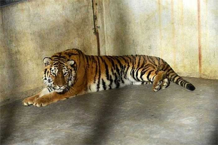 Ngoài vụ việc nuôi hổ trái phép của ông Yang và ông Cui, các nhà chức trách còn phát hiện thêm một trường hợp khác. Ông Zhang Fucai, làm việc tại phòng lâm nghiệp của thành phố Thanh Đảo, cũng vừa bị phạt vì nuôi giữ hổ quý làm thú cưng bất hợp pháp. Ông Zhang nuôi một hổ trưởng thành và ba con hổ con.