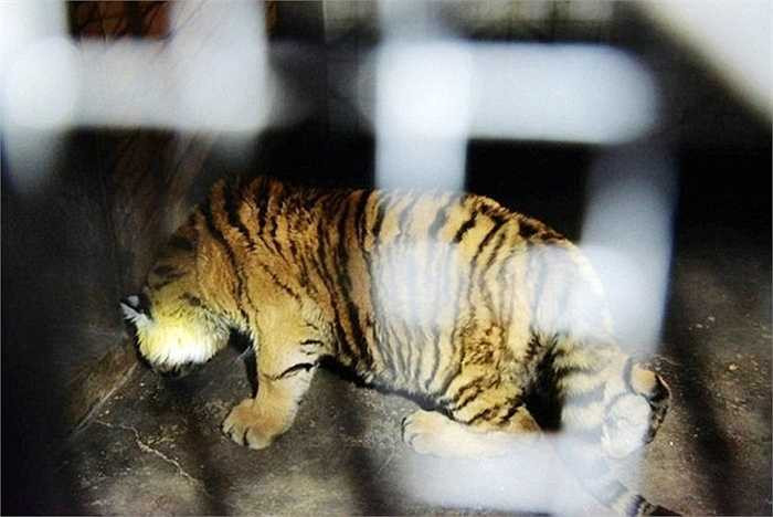 Sau khi vụ việc được phanh phui, các nhà chức trách đã thu giữ tất cả 7 con hổ còn sống từ nhà của các đại gia trên. Hổ Siberi là một loài động vật quý hiếm và đang có nguy cơ tuyệt chủng. Hiện chỉ còn khoảng 450 con hổ Siberi sinh sống trong môi trường tự nhiên.