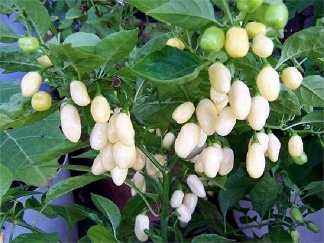 Họ ớt Habanero là một giống ớt hết sức cay và có màu trắng đặc biệt quý hiếm. Ớt trắng Habanero phổ biến ở Mexico và vùng Caribe, tuy là cây nhỏ nhưng cho sản lượng cao, thường được dùng làm gia vị ướp và nước sốt.