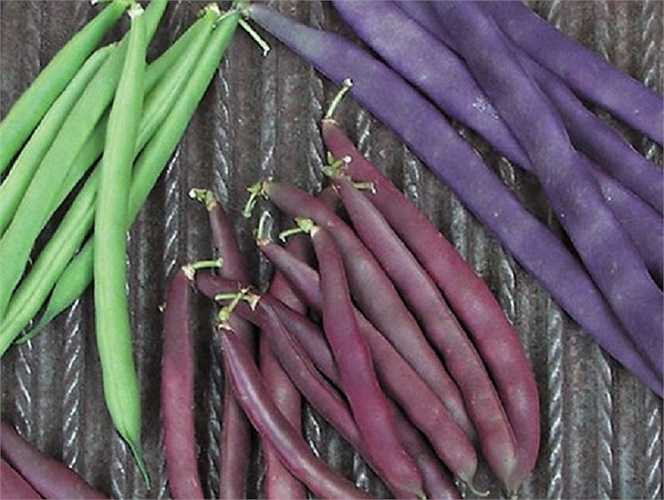 Giống đậu cô ve (cover) màu đỏ, tím khi được nấu chín sẽ chuyển sang màu xanh và được đánh giá là loại đậu có giá trị dinh dưỡng cao. Hạt giống để trồng giống đậu này được rao bán ở bên Mỹ với giá dao động khoảng từ 85.000 - 110.000 đồng/túi.