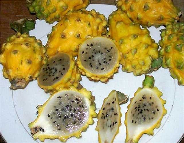 Thanh long vỏ vàng ruột trắng thường cho trái nhỏ, có vị ngọt và rất hiếm trên thị trường. Thanh long ban đầu có trái màu xanh và bắt đầu chuyển sang màu vang khi nó chín dần. Loại trái cây này được trồng nhiều nhất ở các quốc gia Đông Nam Á.