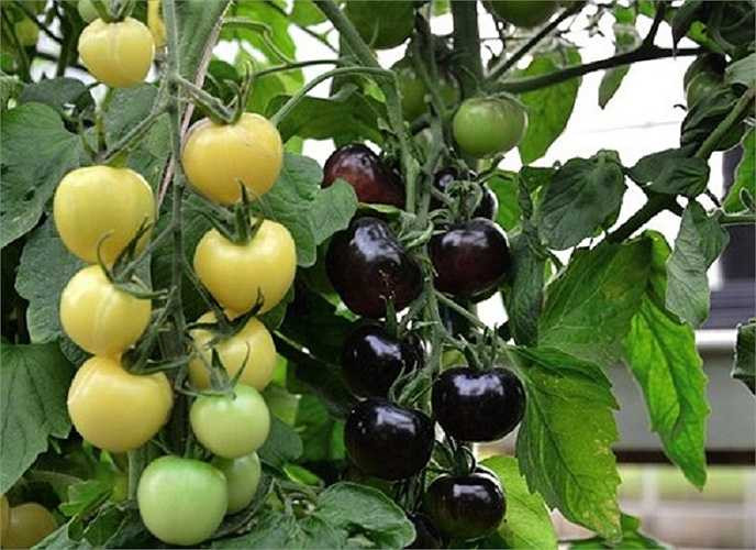 Indigo Rose là loại cà chua có màu đen đầu tiên và duy nhất trên hành tinh hiện đang được các nhà khoa học lai tạo với loại cà chua trái cherry trắng để tạo ra loại cà chua trắng mới. Giống cây lai này sẽ là giống cho cây đầu tiên trên thế giới có hai loại quả trắng và đen cùng mọc nhau.