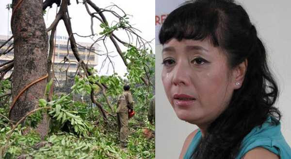 chiều xuân phản đối chặt cây