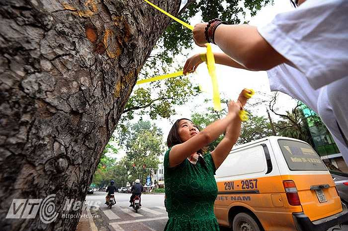 Bắt đầu từ sáng ngày hôm nay, các tình nguyện viên đã tập trung tại tượng đài Lý Thái Tổ để phân công nhiệm vụ với 4 đợt tình nguyện, mỗi đợt khoảng 20 người được phân ra nhiều tuyến phố như Hai Bà Trưng, Hàng Bài, Tràng Thi… để 'phủ vàng' lên những cây xanh.
