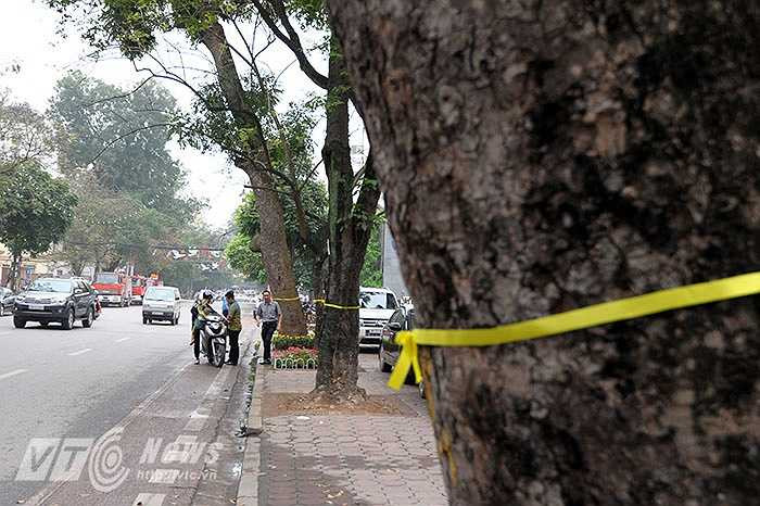 Sáng nay, nhiều người dân tỏ ra khá ngạc nhiên khi nhìn thấy những dải ruy băng vàng được thắt lên trên các thân cây cổ thụ.