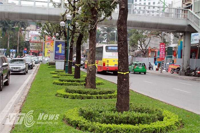 Trong sáng ngày hôm nay, rất nhiều hàng cây ở Thủ đô đã được thắt dải ruy băng vàng. (Ảnh: Việt Linh)
