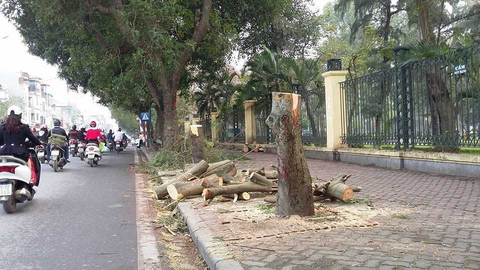 Hà Nội 'trồng nhầm' gỗ mỡ, không phải vàng tâm?
