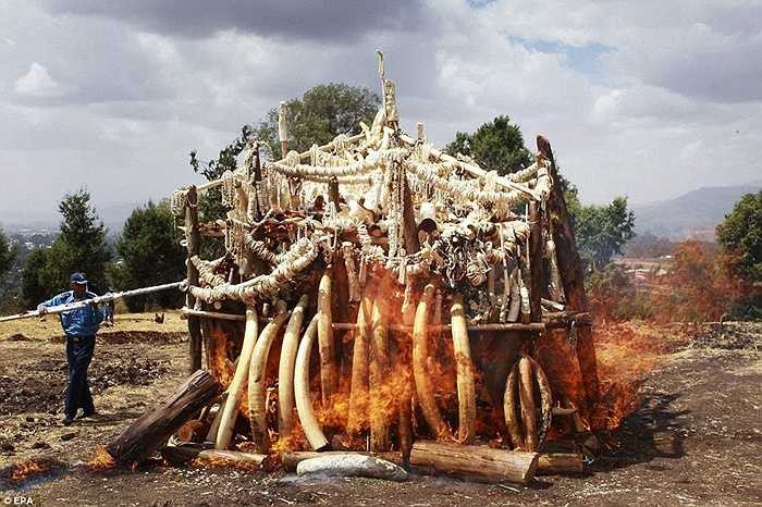 6 tấn ngà voi và trang sức từ ngà voi bị thiêu hủy