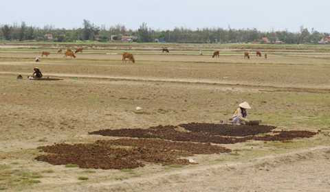 Chuyện lạ ở Phú Yên: Tranh nhau mua….phân bò