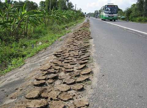 Chuyện lạ ở Phú Yên: Tranh nhau mua….phân bò