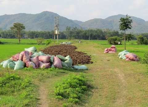 Chuyện lạ ở Phú Yên: Tranh nhau mua….phân bò