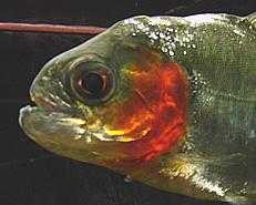 Piranha