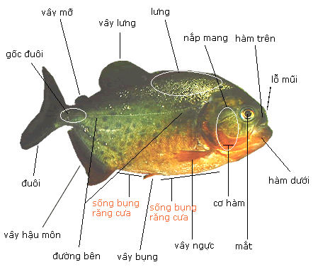 Piranha