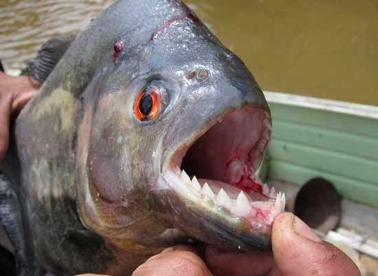 Piranha