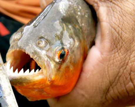 Piranha
