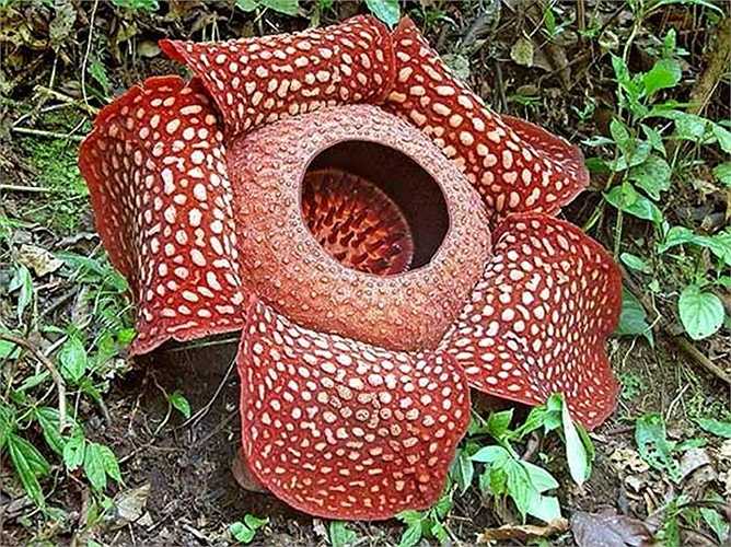 Hoa Rafflesia arnoldii