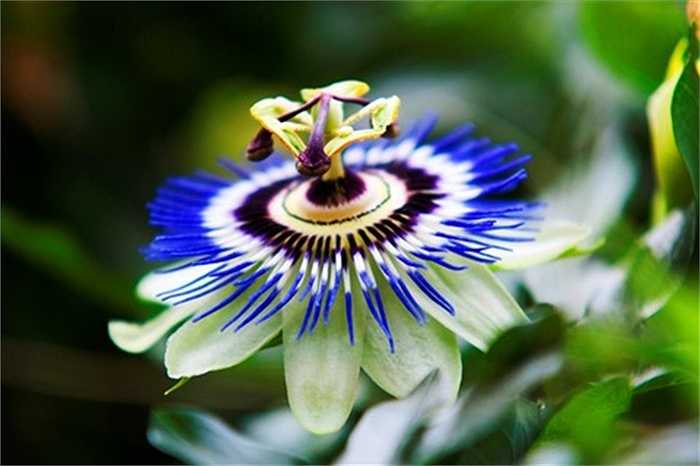 Hoa Passion (Hoa đam mê)