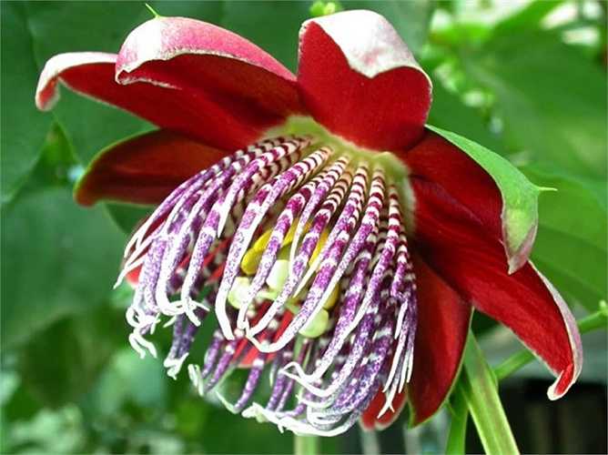 Hoa Passiflora Atala