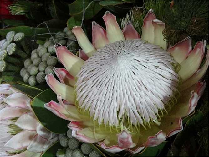 Hoa Australian Native (Hoa người bản xứ)